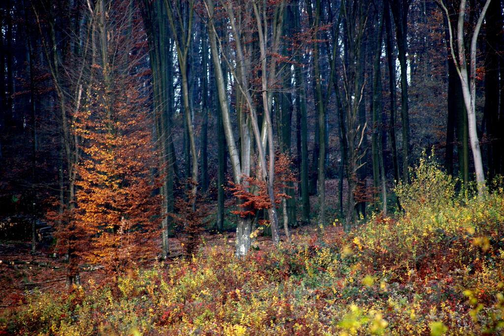 Agneslaki Okoturisztikai Centrum Es Vadaszhaz Nagykanizsa Buitenkant foto